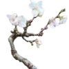 🌸