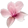 🌸