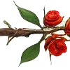 🌹