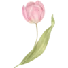 🌸