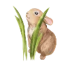 🐰