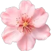 🌸