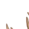 🦌