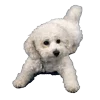 🐕