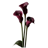 🥀