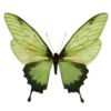 🦋
