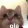 🐈‍⬛