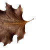 🍂