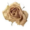 🌹