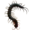 🐛