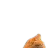 🐈