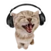 🐱