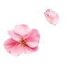 🌸