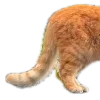 🐈