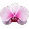 🌸