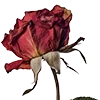 🥀