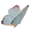 🦋