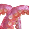 🐙