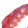 🐙