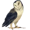 🦉