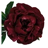 🥀