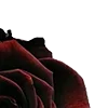 🥀