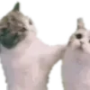 🐱