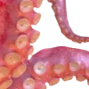 🐙