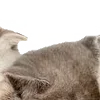 😎