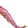 🐙
