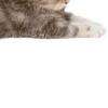 🐱
