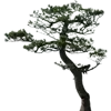 🌳