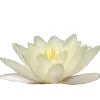🪷