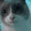 🐱