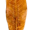 🍂