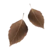🍂