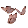 🦋