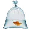 🐠