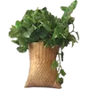 🌿