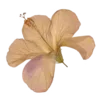 🌸