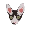 🐱