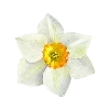 🌼