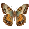🦋