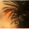 🌴
