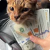 🐈