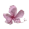 🌺