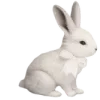 🐰