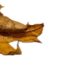🍂