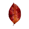 🍂