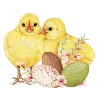 🐥